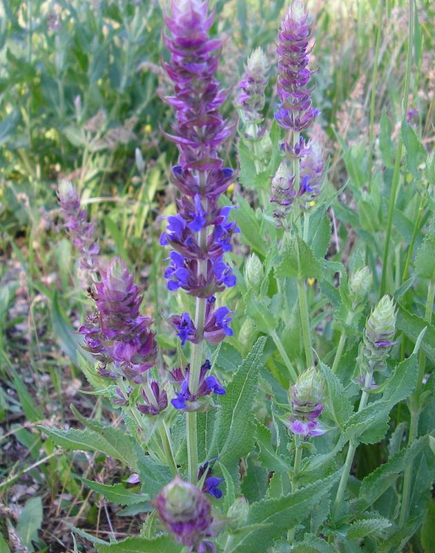 Image of Salvia tesquicola specimen.