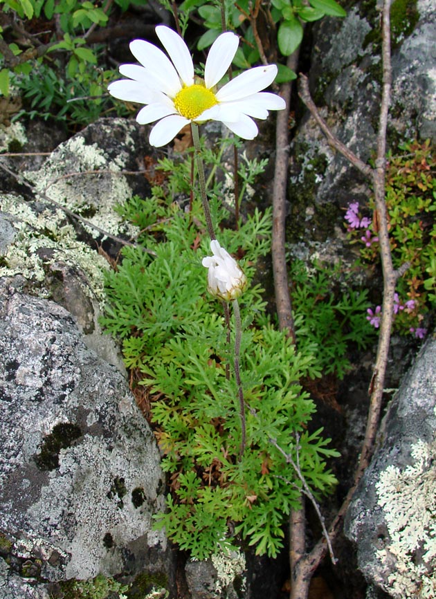 Image of Chrysanthemum zawadskii specimen.