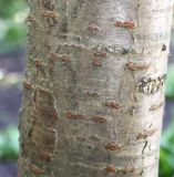 Prunus serrulata