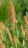 Carex cespitosa. Мужское (вверху) и женское соцветия. Украина, г. Запорожье, балка Партизанская, в низине, недалеко от озерка. 02.05.2013.