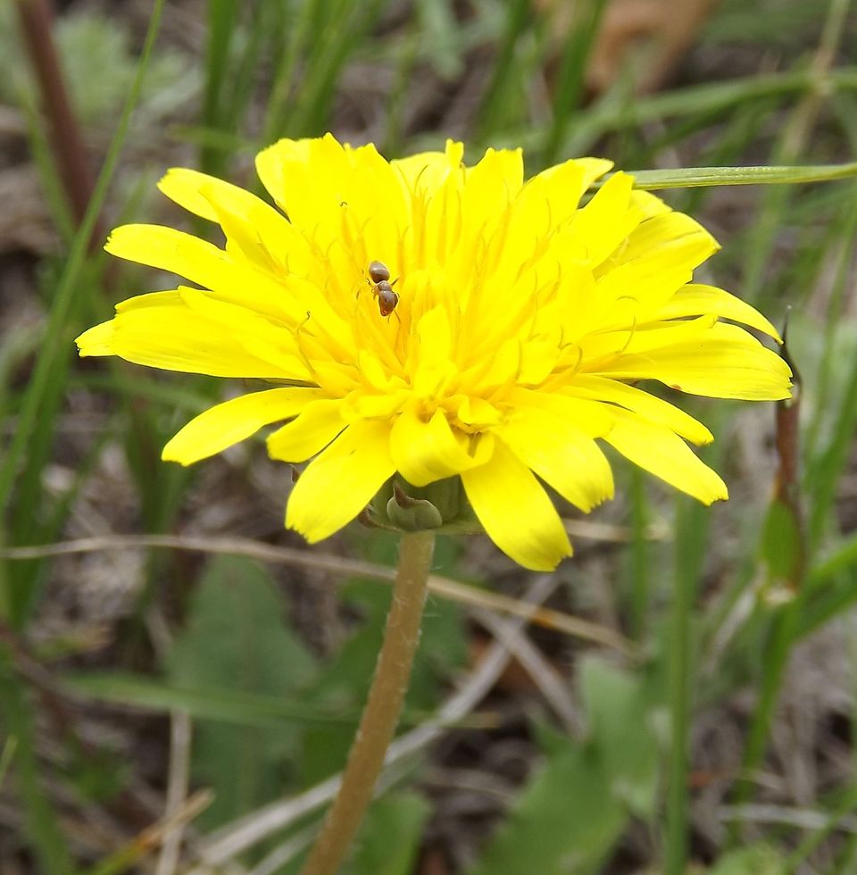 Изображение особи род Taraxacum.