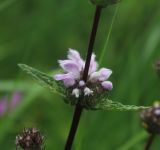 Phlomoides tuberosa