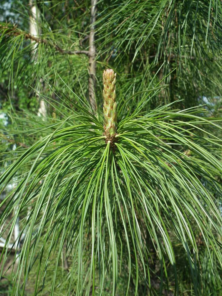 Изображение особи Pinus sibirica.
