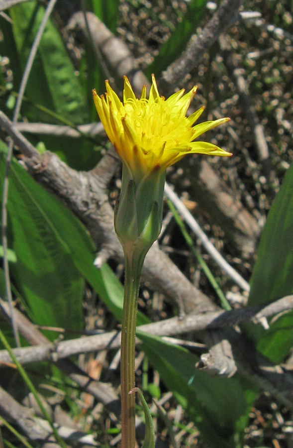 Image of Scorzonera parviflora specimen.