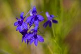 Delphinium consolida