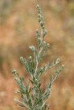 Artemisia absinthium