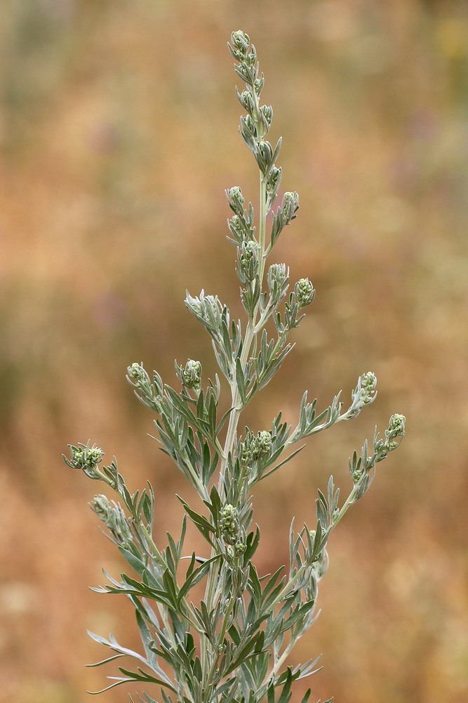 Image of Artemisia absinthium specimen.