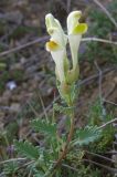 Scutellaria orientalis. Верхушка побега с соцветием. Крым, известняковые холмы над с. Верхнесадовое. 30 мая 2009 г.