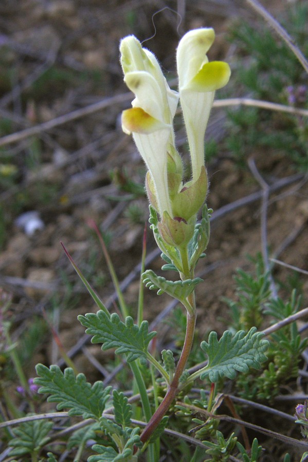 Изображение особи Scutellaria orientalis.