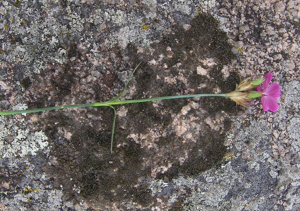 Изображение особи Dianthus ruprechtii.