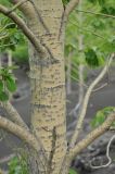 Populus suaveolens