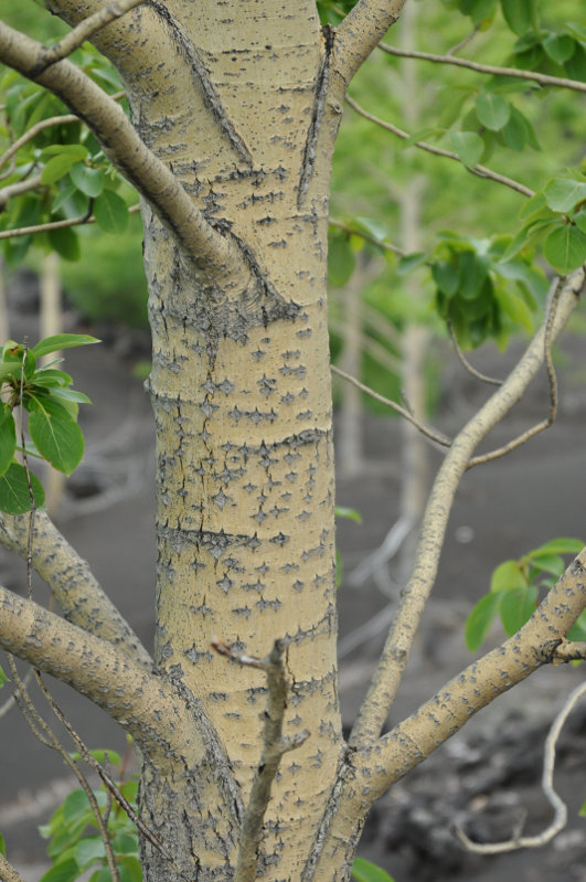 Image of Populus suaveolens specimen.