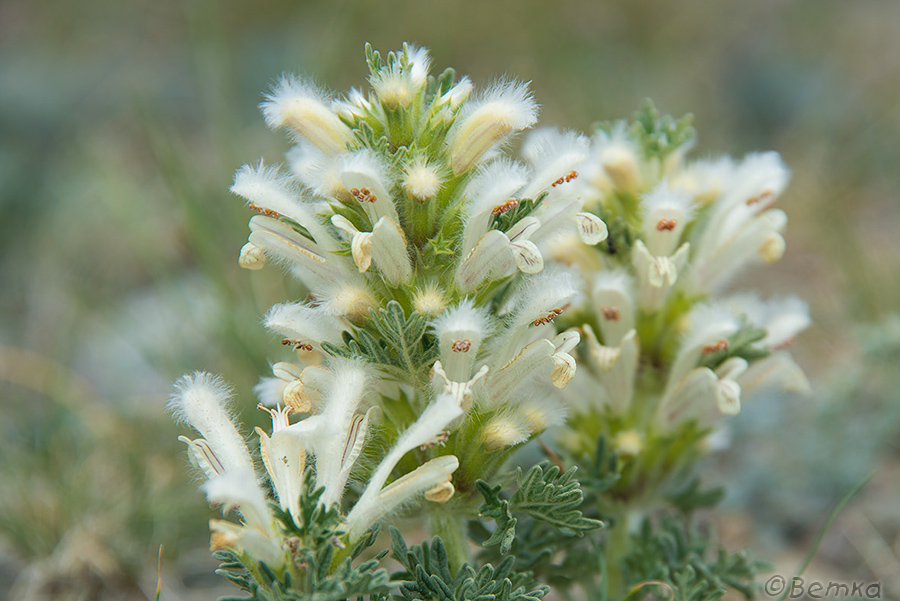 Image of Panzerina canescens specimen.