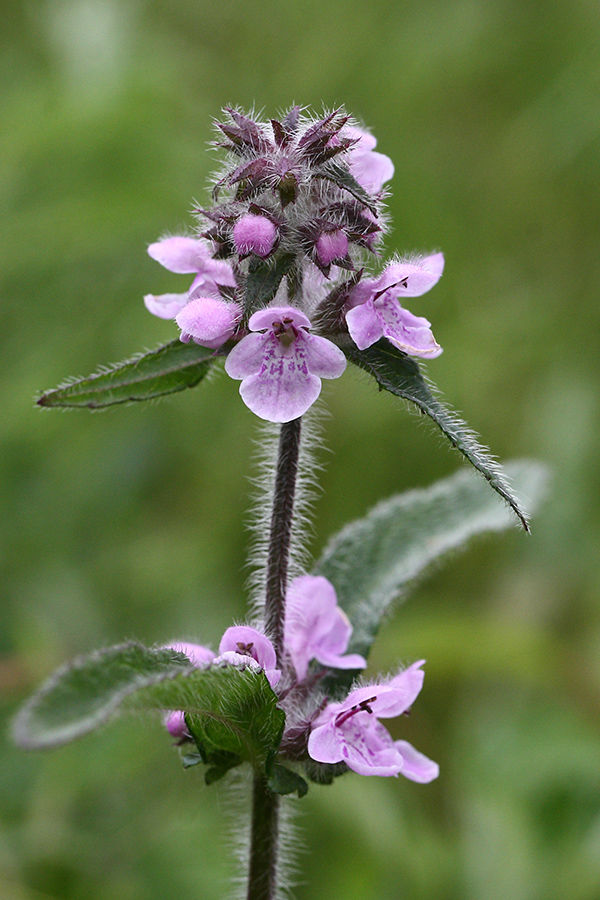 Изображение особи Stachys aspera.