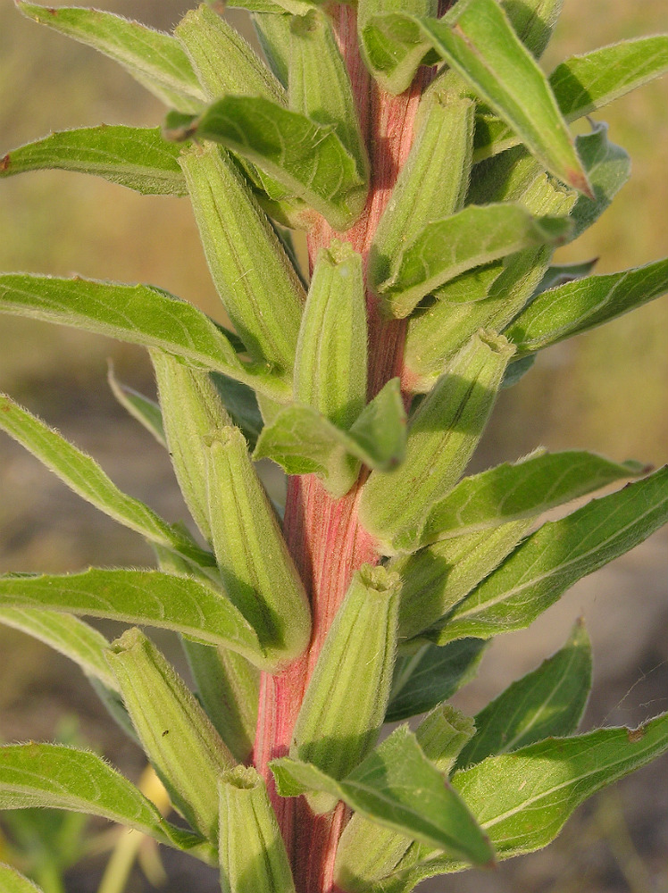 Image of Oenothera depressa specimen.