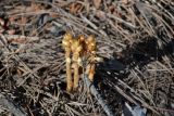 Hypopitys monotropa