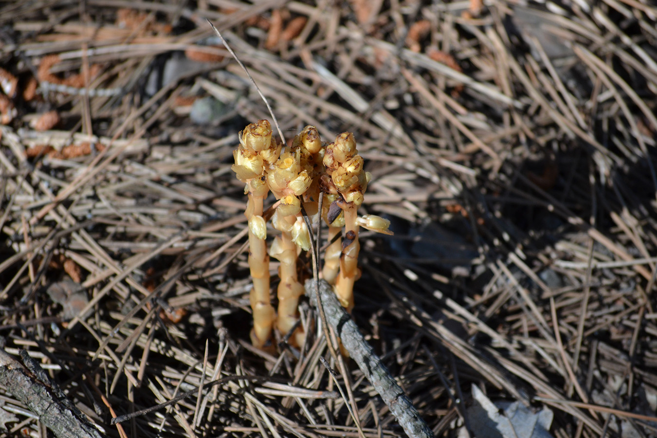 Изображение особи Hypopitys monotropa.