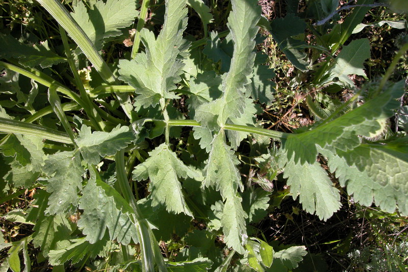 Image of Pastinaca sativa specimen.