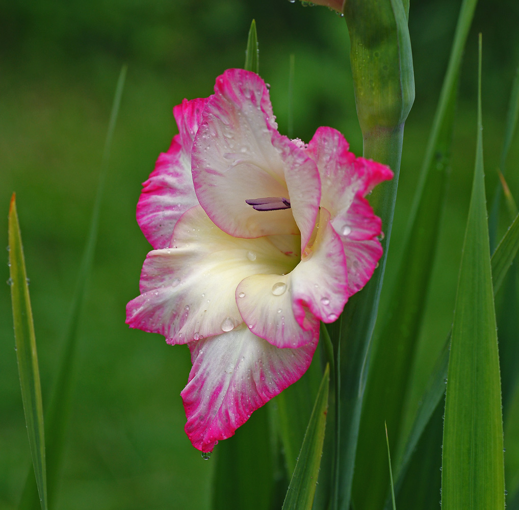 Image of Gladiolus &times; gandavensis specimen.