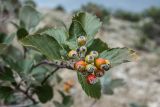 Sorbus taurica