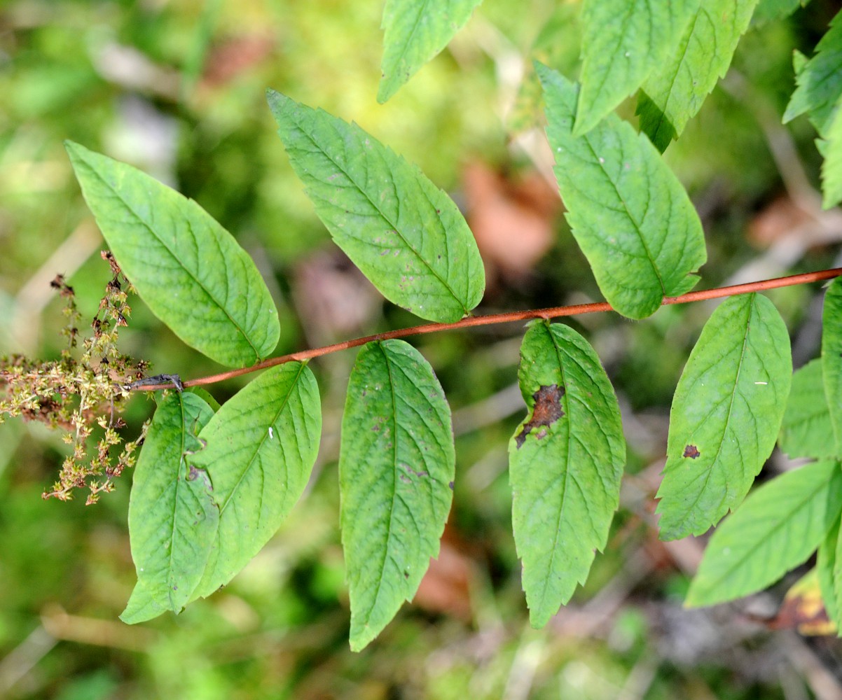 Изображение особи Spiraea schlothgauerae.