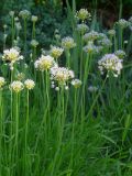 Allium nutans