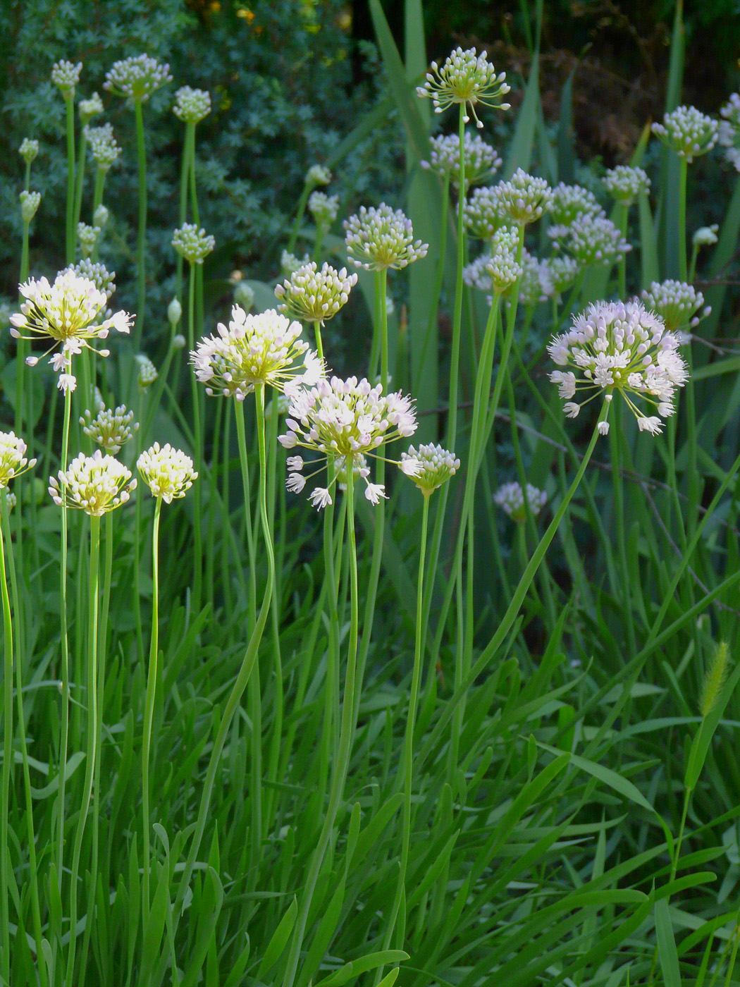 Image of Allium nutans specimen.
