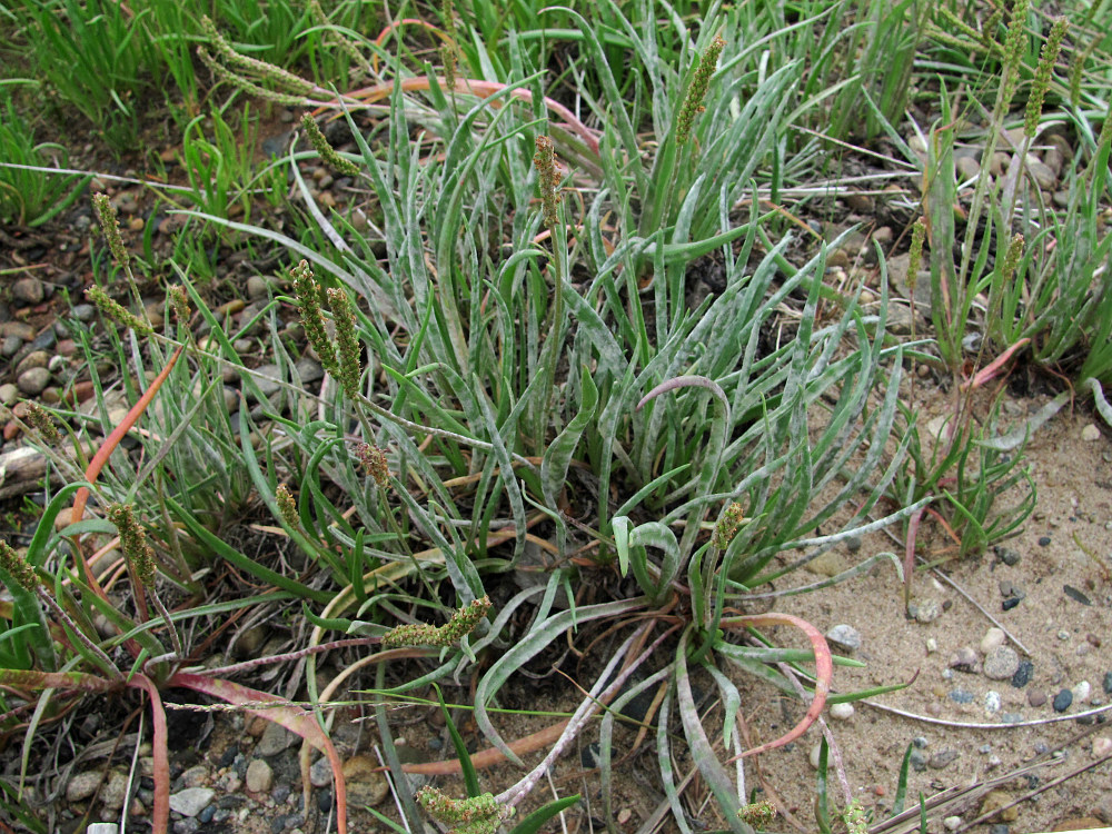 Image of Plantago maritima specimen.