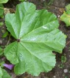 Malva mauritiana