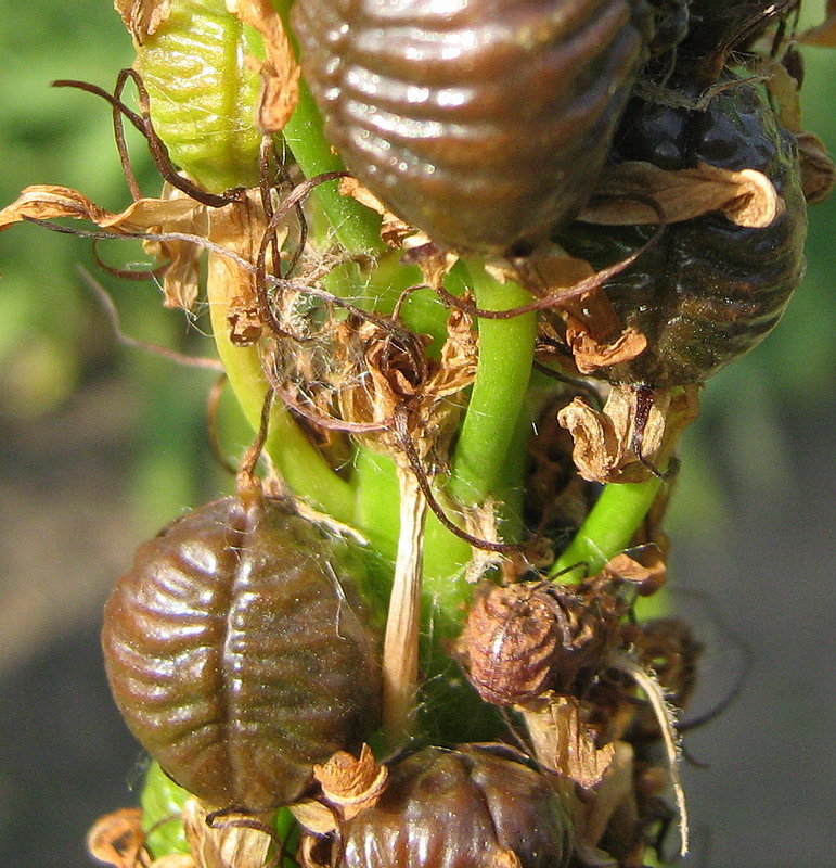 Image of Eremurus spectabilis specimen.