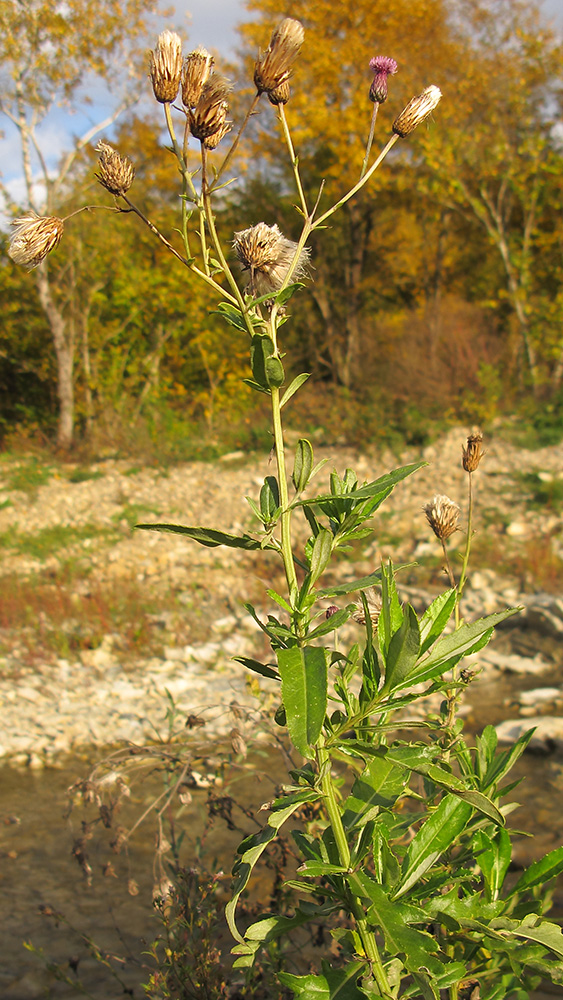 Изображение особи Cirsium setosum.