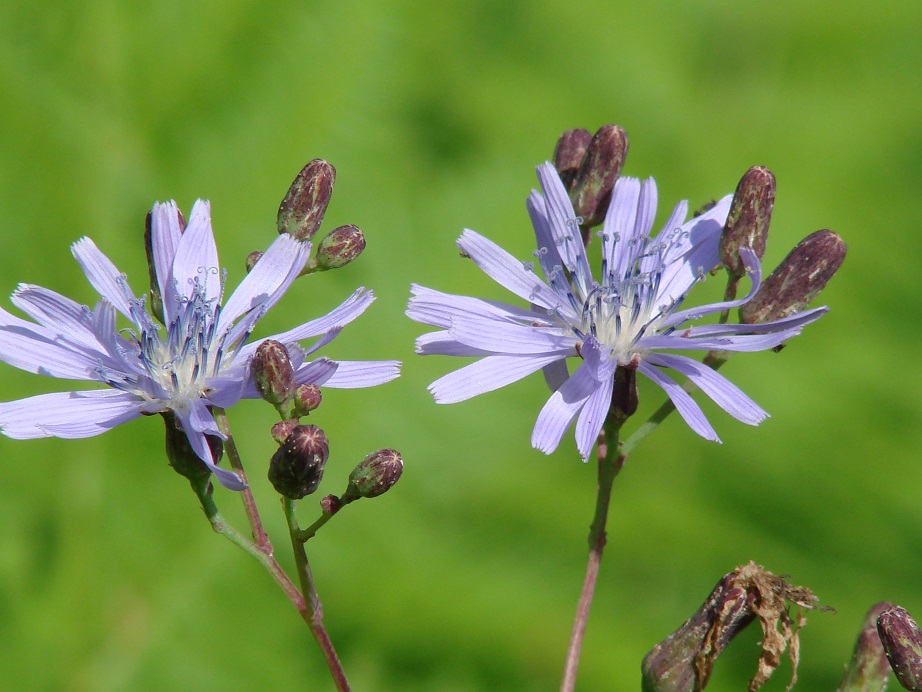 Image of Lactuca sibirica specimen.