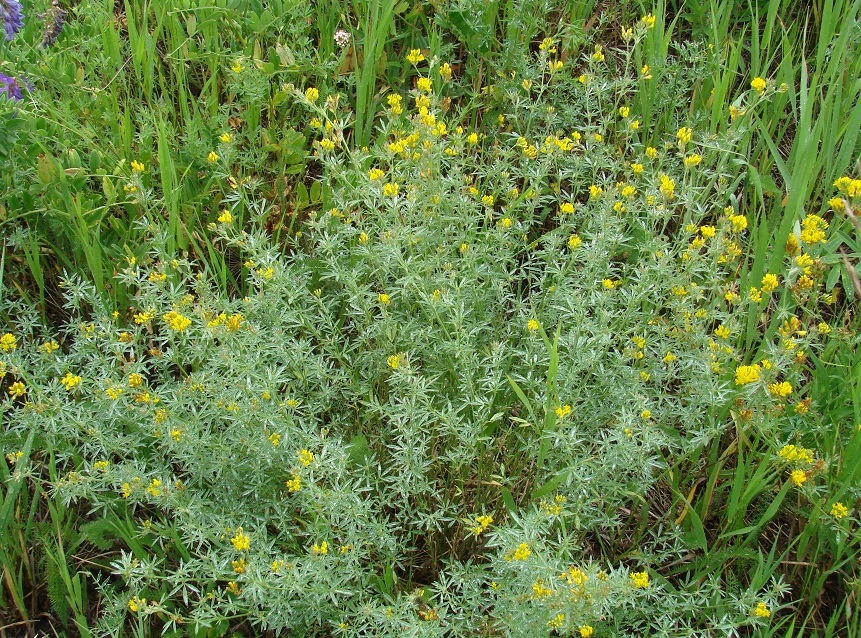 Изображение особи Medicago falcata.