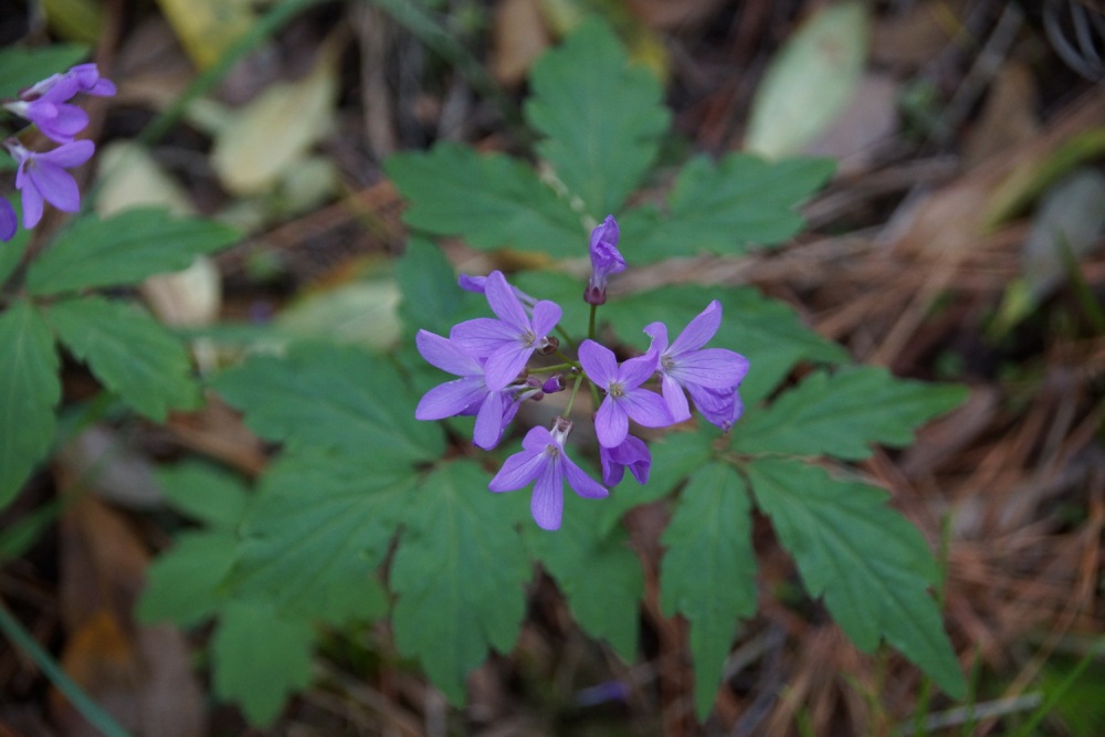 Изображение особи Cardamine quinquefolia.