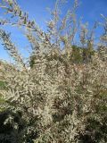 Tamarix tetragyna. Цветущее растение. Израиль, г. Беэр-Шева, рудеральное местообитание. 02.03.2014.
