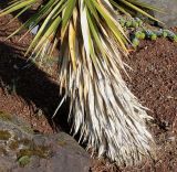 Yucca aloifolia. Нижняя часть растения. Германия, г. Дюссельдорф, Ботанический сад университета. 02.03.2014.