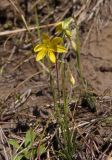 Gagea bulbifera