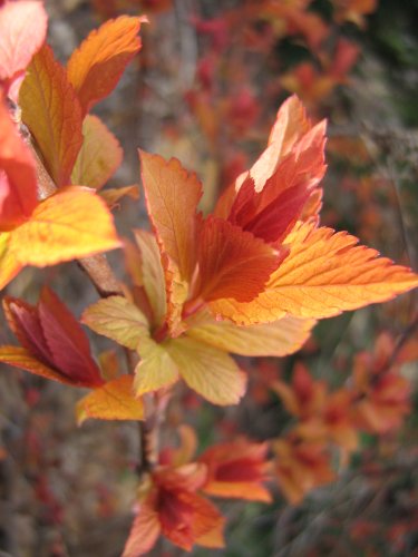 Изображение особи Spiraea japonica.