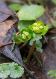 Chrysosplenium alternifolium. Верхушки расцветающих растений. Ленинградская обл., Ломоносовский р-н, каньон в истоке р. Лопухинка. 29.03.2014.