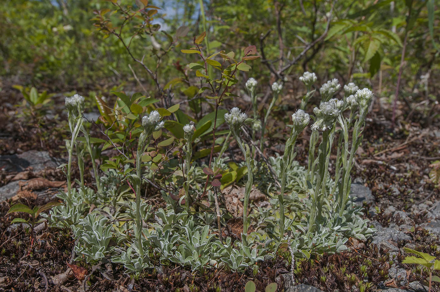 Image of Antennaria dioica specimen.