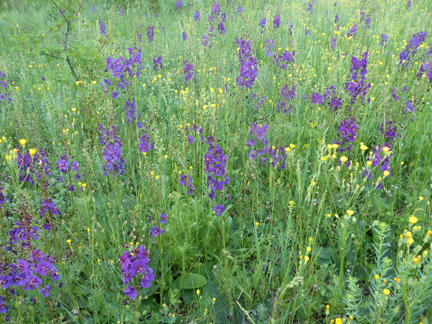 Image of Verbascum phoeniceum specimen.