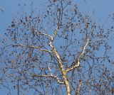 Betula albosinensis