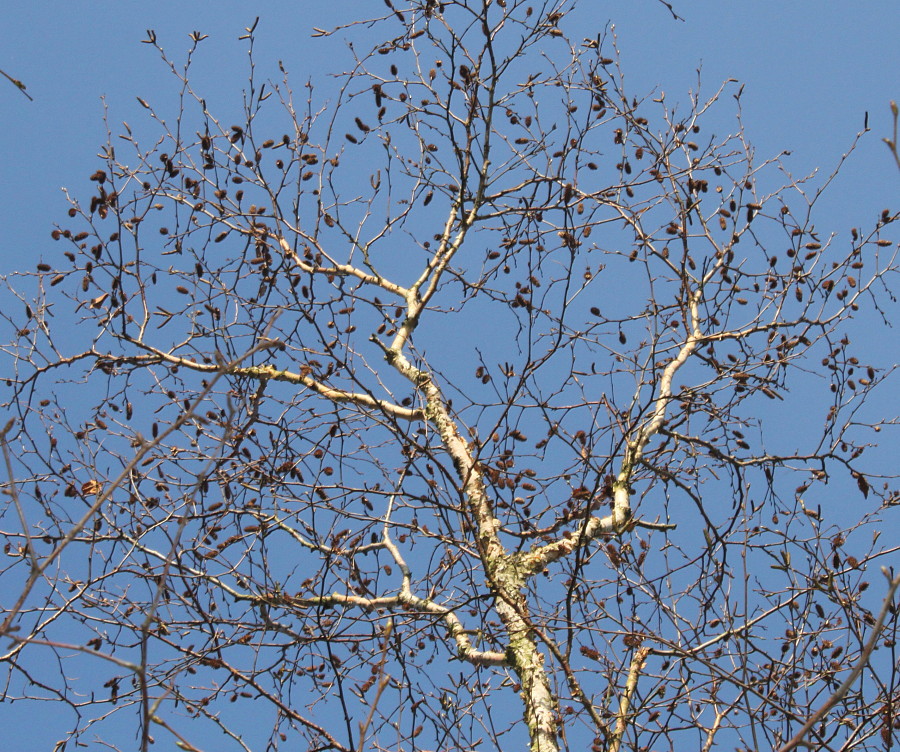 Image of Betula albosinensis specimen.