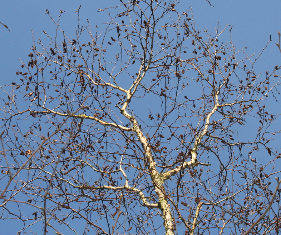 Изображение особи Betula albosinensis.