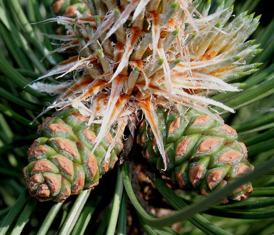Изображение особи род Pinus.