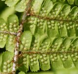 Dryopteris affinis