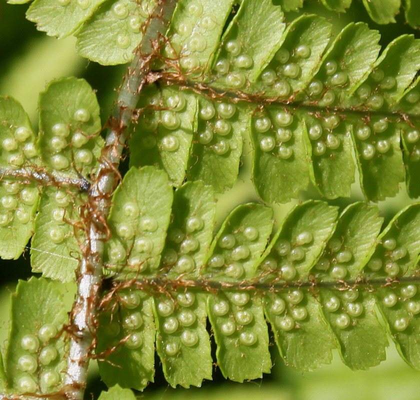 Изображение особи Dryopteris affinis.