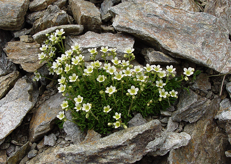 Изображение особи Saxifraga exarata.