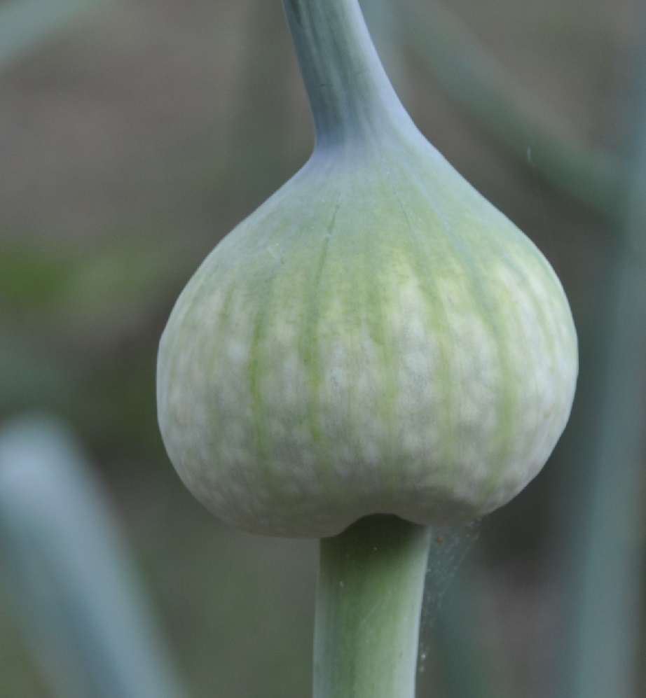 Изображение особи Allium porrum.