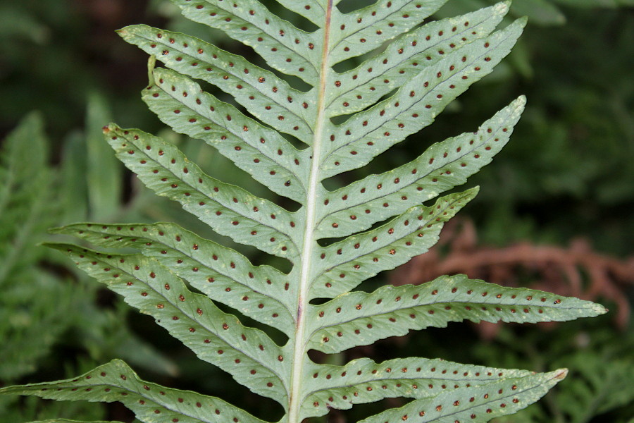 Изображение особи Polypodium interjectum.